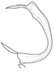 Aedeagus, lateral view on Bahita caracana Linnavuori & DeLong, 1978: Bahita caracana, aedeagus, laterally. (Observation).
