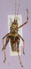 CollectionObject 1575954; 35ff119f-a3f5-42dc-8a3b-f9408c924254, cbt039s04: male, dorsal view (holotype). (CollectionObject).