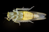 Live specimen: !! display not done !! on Typhlocyba transviridis Christian, 1953: (Observation).