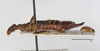 CollectionObject 2007172; 3f881aed-29d9-4272-aeea-af17cf7b3a36, CASTYPE CASTYPE15706: Austroblandex bituberculatus, holotype male, lateral view. Available at https://monarch.calacademy.org/collections/individual/index.php?occid=2509255&clid=0. (CollectionObject).