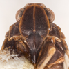 Head on Cixius coloepeum Fitch, 1856: (Observation).