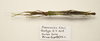 CollectionObject 1591071; 4b562715-8e8e-4fc9-9155-e3cf89eb3edb: copyright MBBJ Bogor. female, dorsal view (paratype). (CollectionObject).
