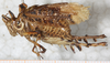 male, lateral view (paralectotype of M. major). Depicts CollectionObject 1532429; 0010b909-db6a-42c7-834e-c8d26b6791c5, a CollectionObject.