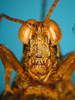 CollectionObject 1521417; 9f4a90db-55c1-423b-8976-a424de8471ac: male, frontal view (holotype). (CollectionObject).