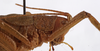 CollectionObject 1534552; ab409a91-6a6e-4d06-bb61-772477dd6f7f: female pronotum, lateral view (holotype). (CollectionObject).