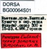 CollectionObject 1567477; 127f8291-efb9-4931-9e40-039aa375ca27: labels (paratype). (CollectionObject).
