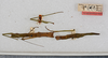 CollectionObject 1559383; c6546c81-edc3-4e11-9827-8421705d3db8: copyright USNM, Washington. female (holotype). (CollectionObject).
