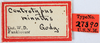 Other on Pogonella minuta (Goding, 1903): (Observation).