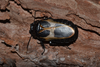 Panesthia ornata Saussure, 1872: adult male of Pine tree. (Otu).