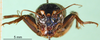 CollectionObject 1501918; c786b38c-ab7a-4011-a0e3-78b242ef43f4: male, frons. (CollectionObject).