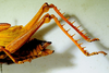 CollectionObject 1498830; 38abd980-a705-4fc3-8568-25bebe49a58c: 2012. female, abdomen and hind tibiae, lateral view. (CollectionObject).