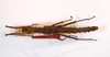 CollectionObject 1560941; fa6ef938-9022-4829-ad22-ac81f8398e79: copyright MNCN, Madrid. female of synonym Cnipsus laeviventris (holotype). (CollectionObject).