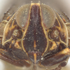 Head on Oecleus venosus Van Duzee, 1912: (Observation).
