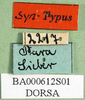 CollectionObject 1500894; dcb9b032-1bc7-4576-b249-04d1728e0000: labels (holotype). (CollectionObject).