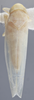Habitus, dorsal view on Edwardsiana dejecta Christian, 1953: Dorsal. Paratype. (Observation).
