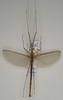 CollectionObject 1562791; cb861d4c-79e9-4bdd-bb3a-8153abaee492: copyright QMBA. male; dorsal view (paratype). (CollectionObject).