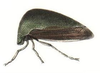 Habitus, lateral view on Cyrtolobus viridis (Emmons, 1855): (Observation).