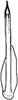 Aedeagus, ventral view: Aedeagus (C. cinerea Dwor.), ventral view. (Observation).