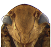 Head on Coarctana rana (DeLong & Wolda, 1982): Male [DZUP]: head, ventral view. (Observation).
