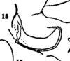 Aedeagus, lateral view on Euhyloptera antillana Fennah, 1947: (Observation).