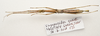 CollectionObject 1595861; e00d5456-5ced-4da0-b934-4b1744fcff0f: copyright LKCNH Singapore. female, ventral view (holotype). (CollectionObject).