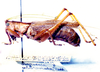 CollectionObject 1532823; 46040265-d0ed-42a5-80c0-6fcae64b59c4: male, lateral view. (CollectionObject).
