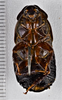 CollectionObject 1618750; 589776e0-ad73-4511-b5dd-ceab97e1d467: (CollectionObject).