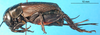 female, lateral view (syntype of Gryllus cephalotes). Depicts CollectionObject 1476502; ce73b3a8-5929-4876-9d2d-74fd1e716b08, a CollectionObject.