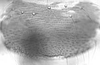 Connective.: !! display not done !! on alate viviparous female: Aphis (Aphis) rumicis Linnaeus, 1758: Subgenital plate of A. rumicis. (Observation).