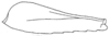 Callimenellus fumidus Walker, 1871: Fig. 23. hind femur. (Otu).