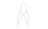 Cylindrotettix insularis insularis Bruner, 1906: Fig. 2A. eyes and fastigium of head, dorsal view. (Otu).