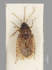Metrarga nuda White, 1878: Metrarga nuda White,1878 Syntype (CC BY-NC 3.0) Attribution: © The Natural History Museum. Photograph: Tristan Bantock. (Otu).
