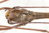 CollectionObject 1557365; NMW 646, 0392c4db-07d2-482a-83b6-0a62e65d4185: copyright NMW, Vienna. male: head, dorsal view (holotype). (CollectionObject).