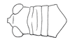 Zoniopoda tarsata (Serville, 1831): Fig. 1A. head and pronotum, dorsal view. (Otu).