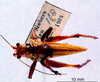 CollectionObject 1503311; MBBJ 3224888, 2a6043ce-6dac-4873-900f-02923f6dff9c: female habitus dorsal view (paratype). (CollectionObject).