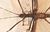 CollectionObject 1561450; ac9e5101-162e-42de-9203-aab5b6fa1168: copyright OUMNH. male: head & thorax, dorsal view (holotype). (CollectionObject).