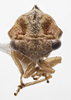 Head on Cyrtolobus gramatanus Woodruff, 1924: (Observation).