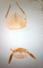 CollectionObject 1552895; 7f7b108f-7f82-4601-a73f-e40f682a7bf0: Image taken by Heidi Hopkins. (CollectionObject).