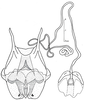 Pamphagodes riffensis Bolívar, 1878: Figs. 4, 5. female subgenital plate (dorsal view) and spermateca. (Otu).