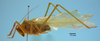 CollectionObject 1542786; DEES #10054, 279e0255-d7ff-4135-a200-5504624c8644: male, body lateral view (holotype). (CollectionObject).