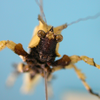 CollectionObject 1542816; DEES MZLQ-I0027, d25f5097-df9d-41ed-8fae-1f78c149fd8d: male, face frontal view (holotype). (CollectionObject).
