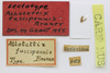 CollectionObject 1523089; 107120da-d1a5-4cea-82bf-4f1fa340443d: labels (lectotype). (CollectionObject).