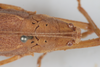 CollectionObject 1506605; d59d0844-5172-49d0-80fc-1d5d78458bb9: female, dorsal view (syntype). (CollectionObject).
