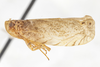 Habitus, lateral view: !! display not done !! on Elidiptera callosa Spinola, 1839: (Observation).