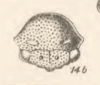 Head: !! display not done !! on Procyrta affinis (Fowler, 1895): (Observation).