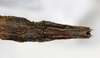 CollectionObject 1559358; NMW 619, bc39e88c-1d19-45d3-9856-09f1ab52c63f: copyright NMW, Vienna. female: end of abdomen, ventral view (holotype). (CollectionObject).