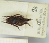 CollectionObject 1517883; e8c870de-a1fe-4355-91ed-5fdb119c8576, NHMUK010924447: female, dorsal view (lectotype). (CollectionObject).