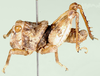 Crypsicerus cubicus Saussure, 1888: male, lateral view. (Otu).
