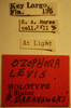 Ozophora levis Slater & Baranowski, 1983: Ozophora levis - Holotype Labels (NMNH) - (CC BY-NC 3.0) - Photo by Pablo M. Dellapé with permission from the National Museum of Natural History (NMNH), Smithsonian Institution, Washington, D.C. (Otu).