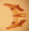 Connective on Carnoseta colomella (DeLong, 1981): Male paratype [OSU]: connective and styles, anterior view. (Observation).